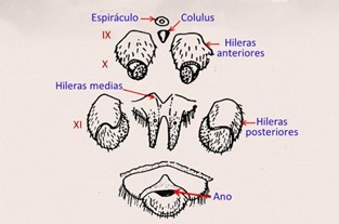 Imagen 4